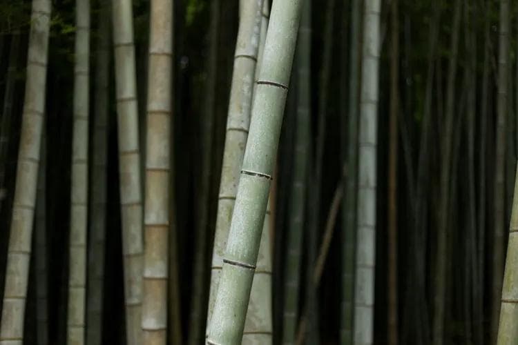 日语中"想你"的多种表达方式
