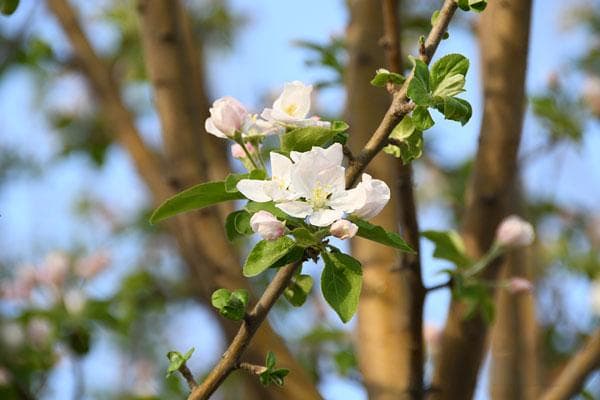 春分节气的特点简介