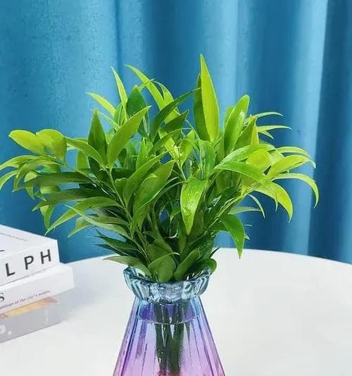 水培竹柏的养殖方法与注意事项（掌握这些技巧，让你的竹柏生长更健康）