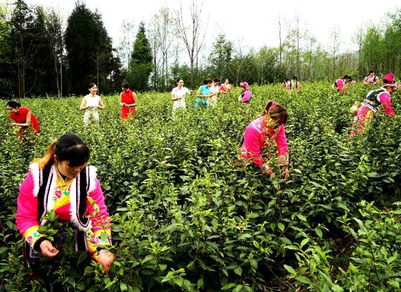 羌族罐罐茶制作技艺（原古羌茶艺）