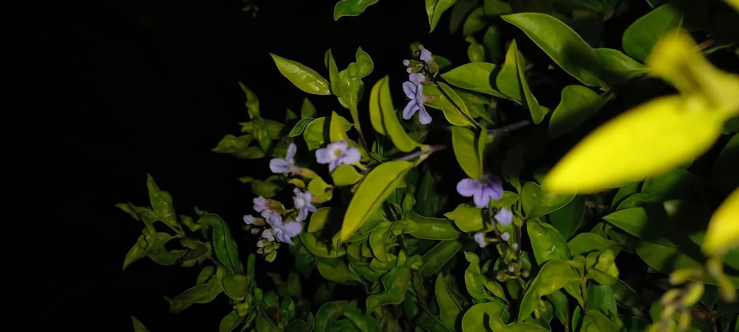 夜来香：既能治病又带毒，如何安全享用？