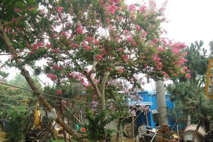 庭院适合种植什么花和树