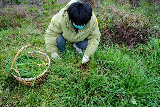 百年技艺薪火传，非遗青团守“味”江南