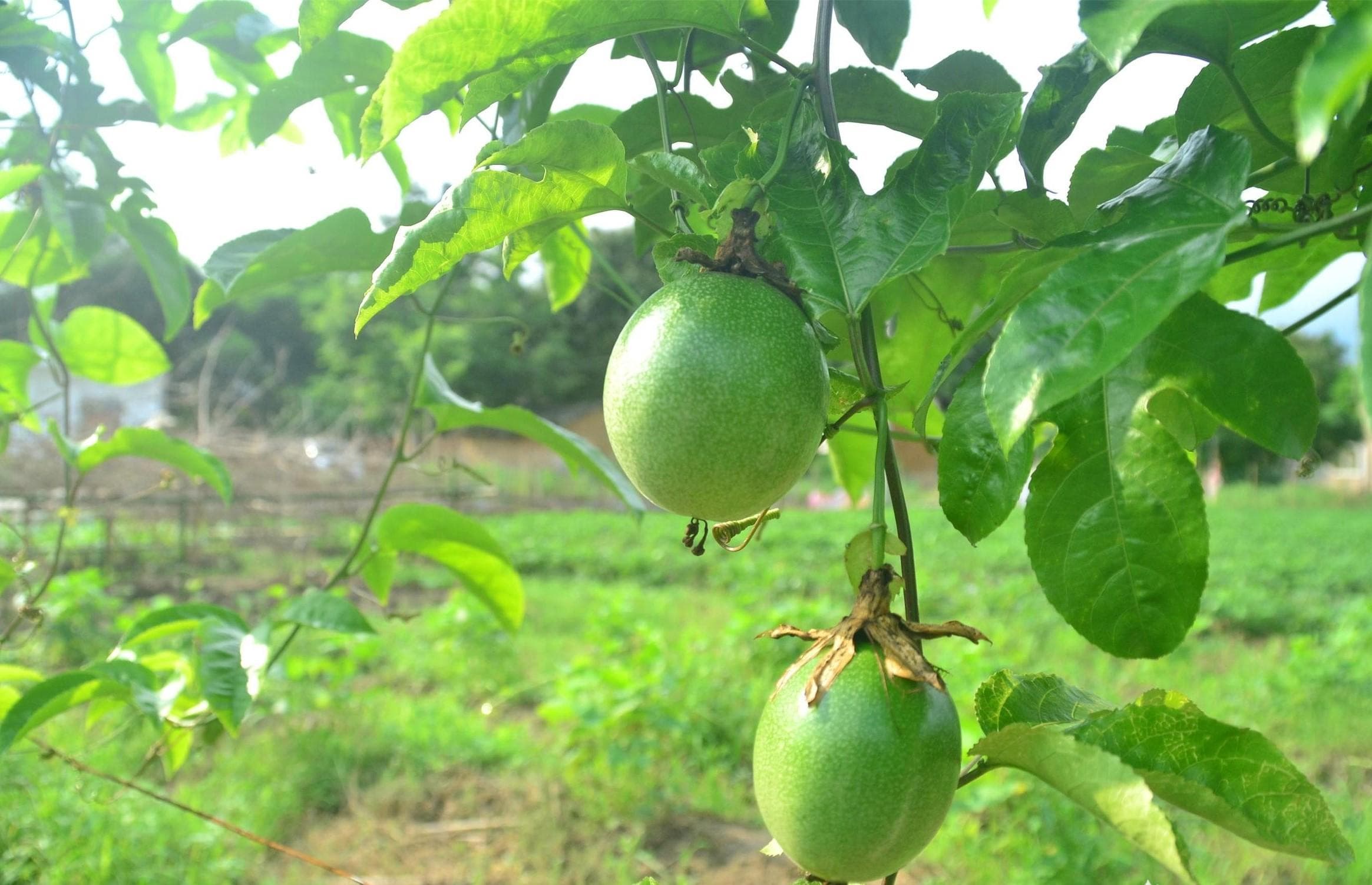 百香果种植技术全攻略：从选址到采收的全程管理指南