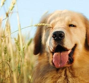 狗狗的嗅觉（从癌症检测到香味追踪，狗狗的嗅觉震撼世界）