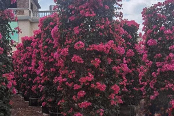 三角梅什么时候种植最好？