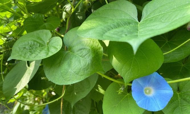牵牛花的生态及特性（深入探索牵牛花的分类、生长环境及药用价值）
