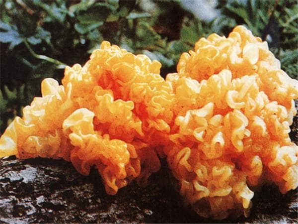 金耳的功效与作用、禁忌和食用方法