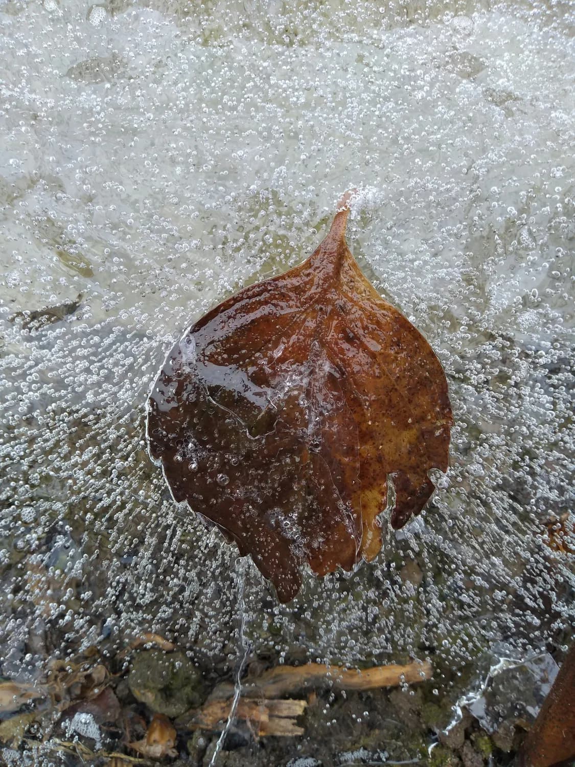 东北冻梨花样吃法大揭秘，你get到了吗？