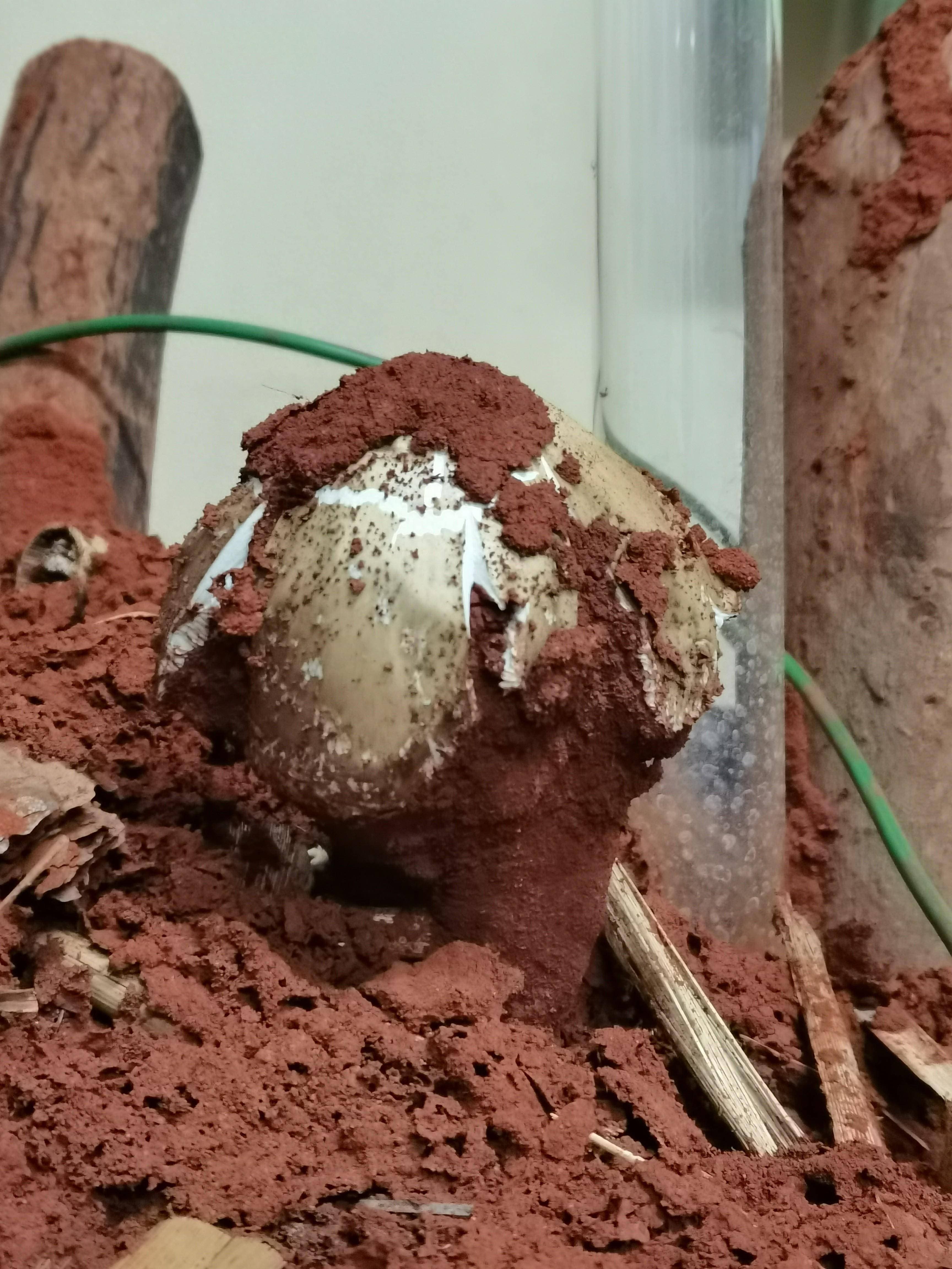 重大突破！昆明实验室首次成功培育出人工白蚁巢鸡枞菌