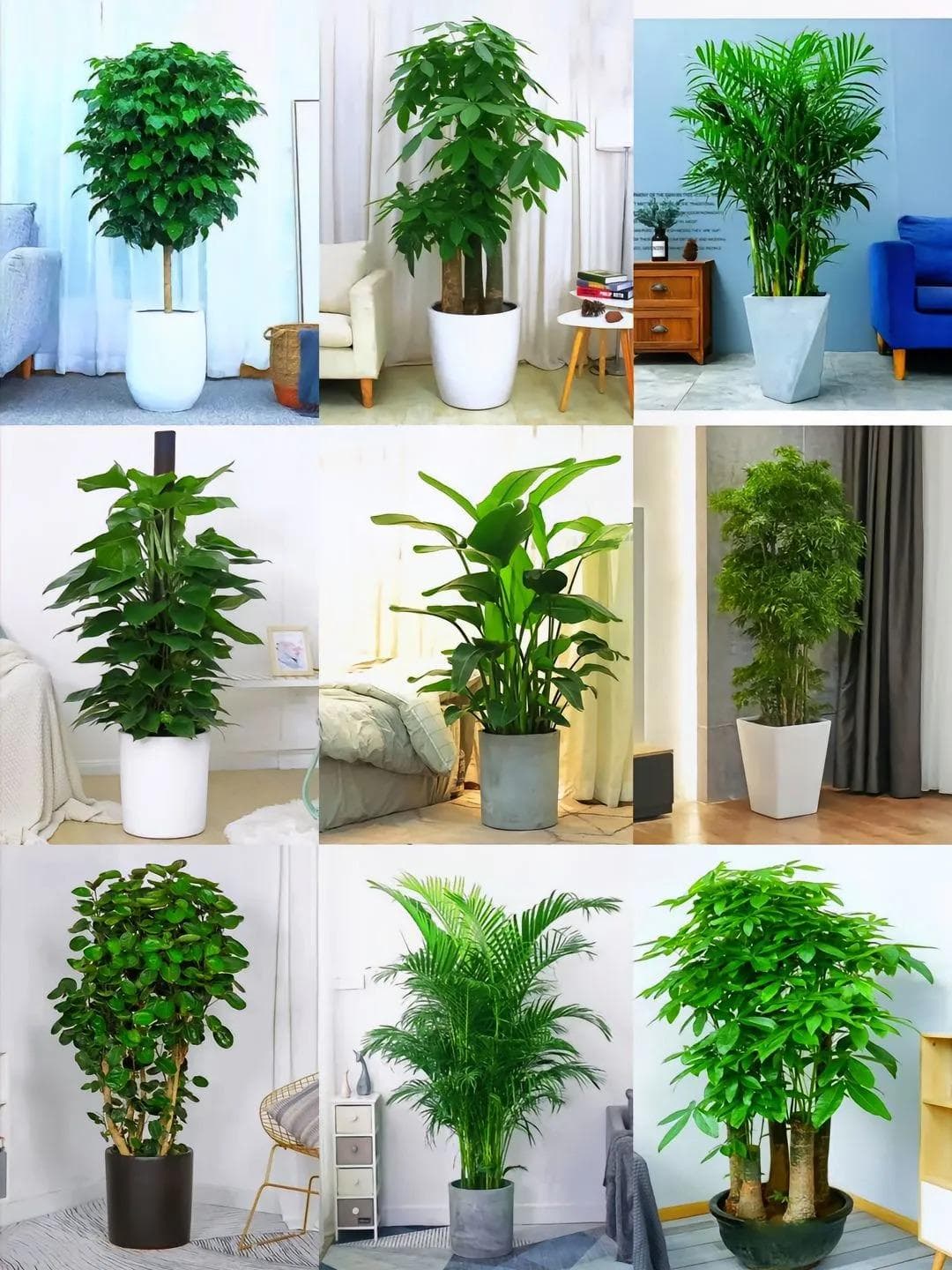 搬家适合摆放的花和绿植