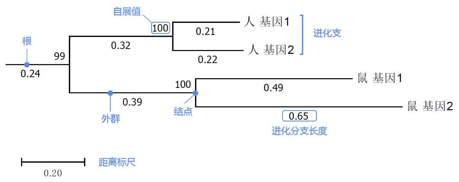 一文读懂进化树（图文详解）