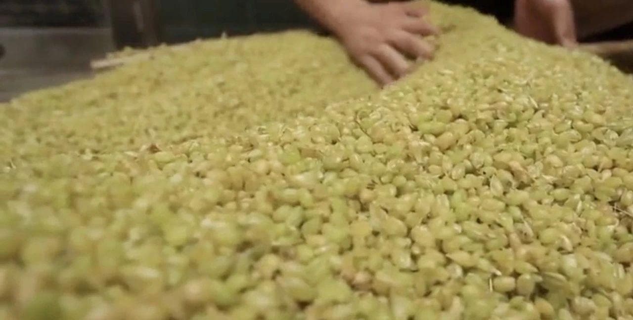 为啥大米可以直接吃，小麦就得碾成粉？