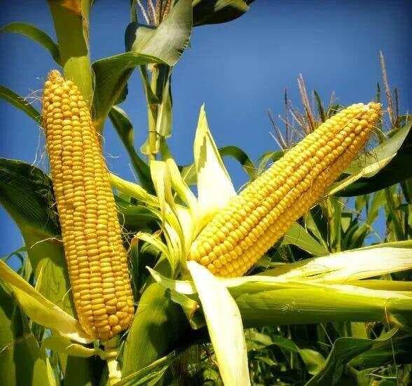 隔夜玉米能不能吃？保存条件与食用安全大揭秘！
