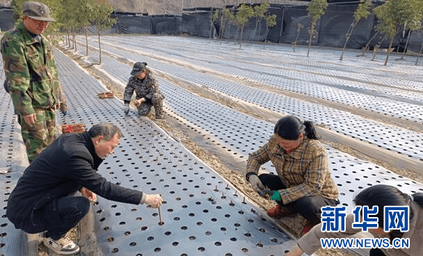 湖北郧西：“苦”连翘种出“甜”产业