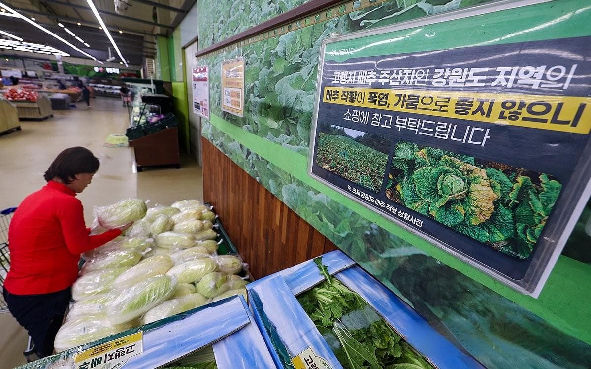 大白菜在韩国不仅仅是做泡菜，还事关民生、国体、政局……