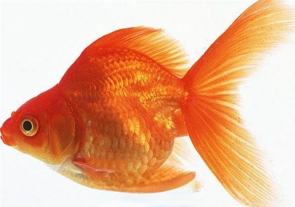 金鱼的生存环境和食性