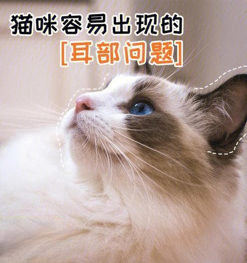 猫为什么喜欢互舔耳朵？这种行为背后的科学解释是什么？