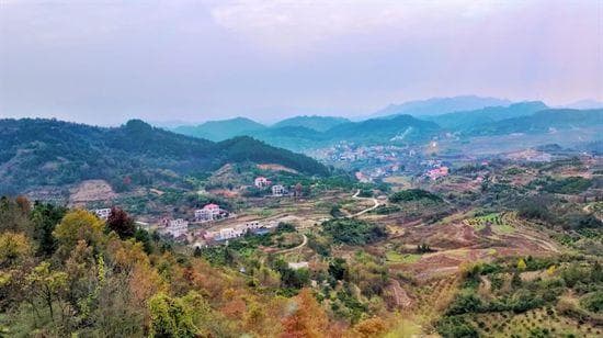 湖南新宁县罗洪村：百部喜丰收 产业活力足
