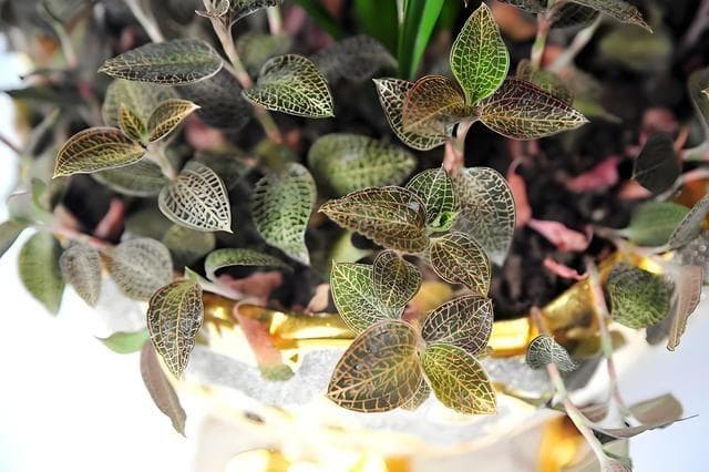 金线莲怎么种植，种植后需要注意哪些问题？