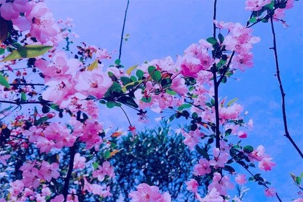 红鸾星是什么意思？入十二宫详解