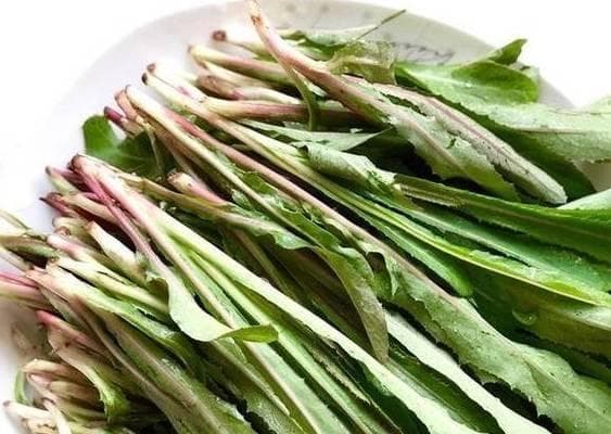 苦菜的生长习性及药用价值（了解苦菜，发现健康价值）