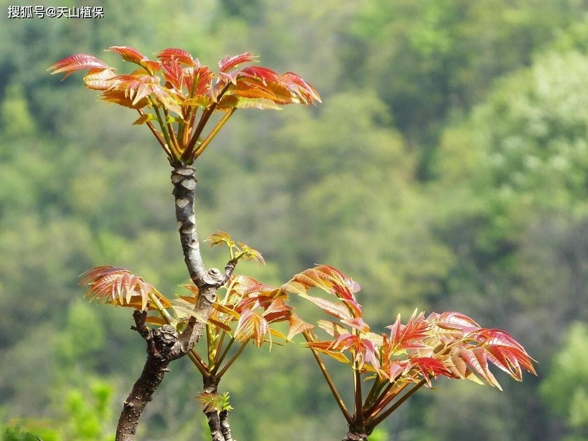 香椿种植技术与管理指南