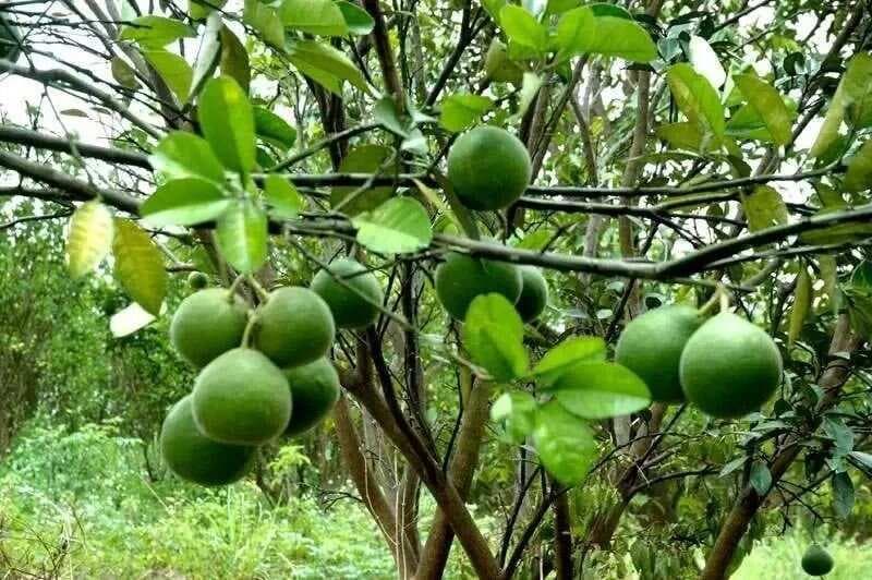 道地药材之粤十味：“十大广药”，你能说出多少个？