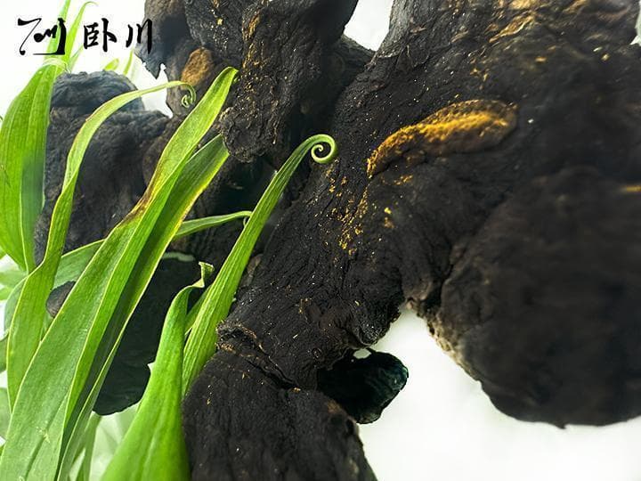 九制黄精的吃法？怎么样使用才能效果最大化