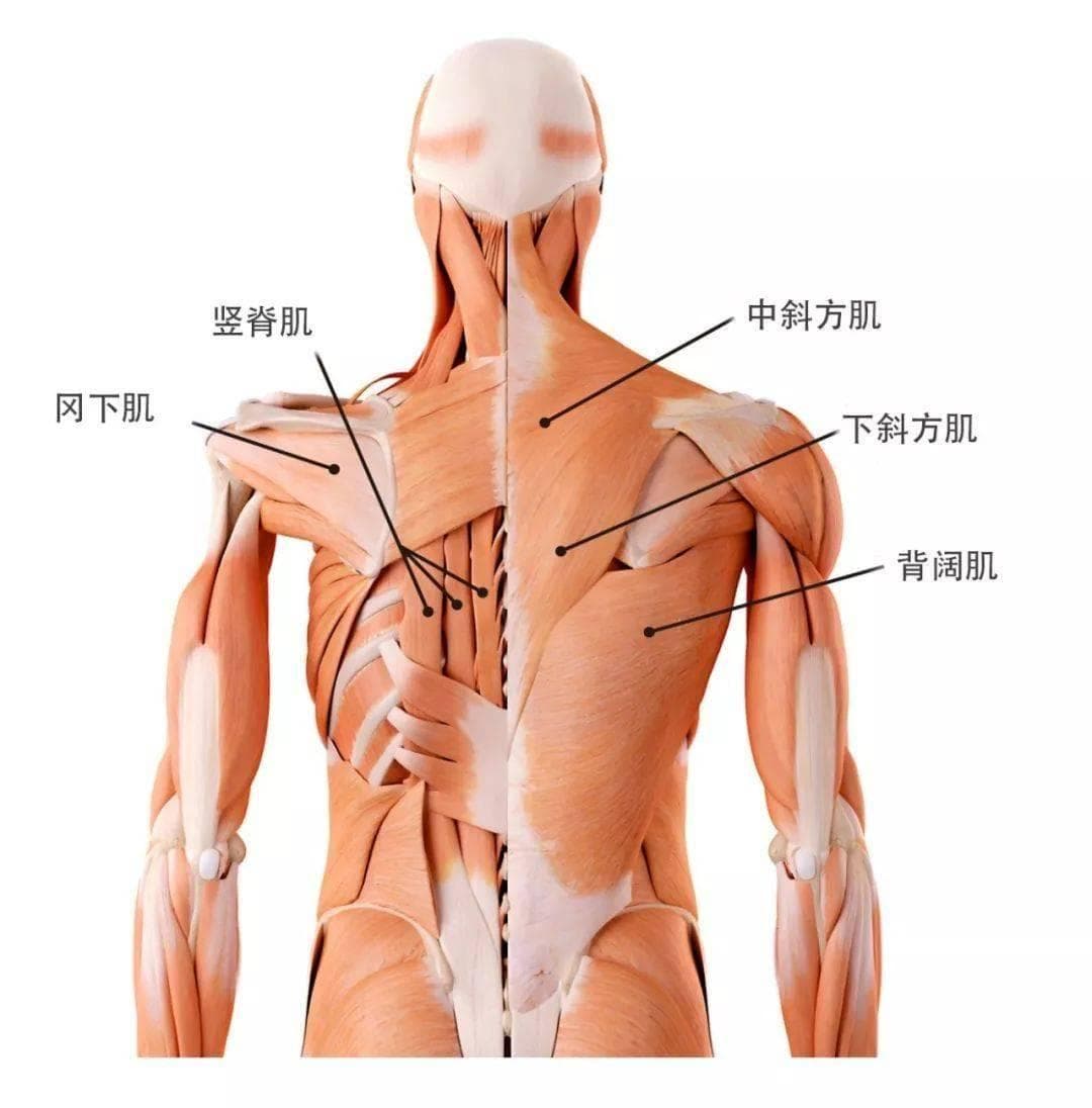 ACE研究支持的八个背部训练的最佳动作