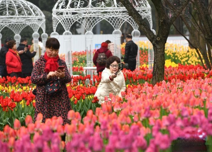 重庆发布2025年春季赏花指南：455处赏花点、40种花卉信息全收录