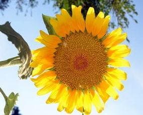 向日葵的花语：阳光、希望与坚韧
