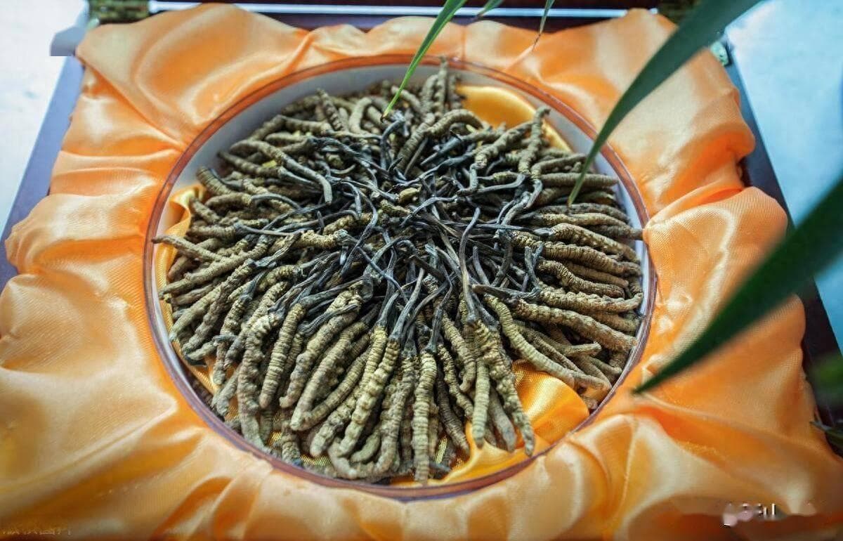 虫草种植技术详解：从选址到养护的全程指南