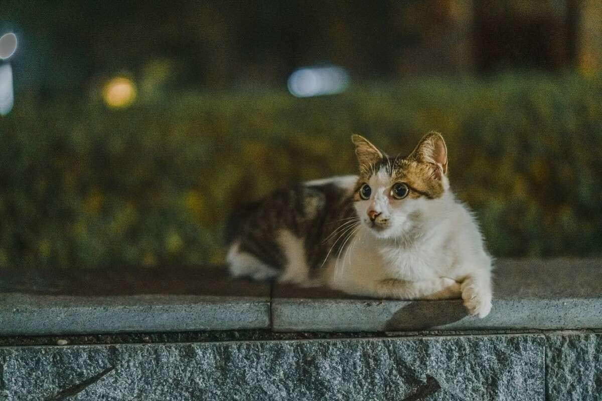 猫晚上叫的原因及应对方法