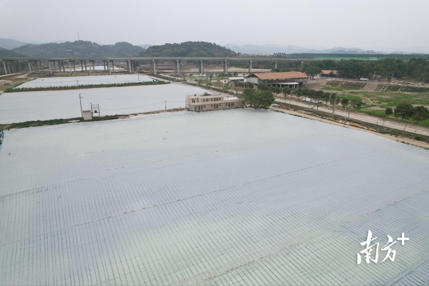 抢“鲜”！佛冈龙山千亩鱼塘引育澳洲龙虾
