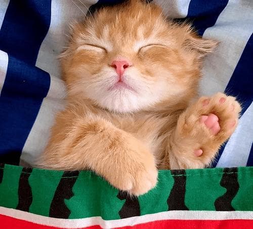 梦见小猫咪的深层含义