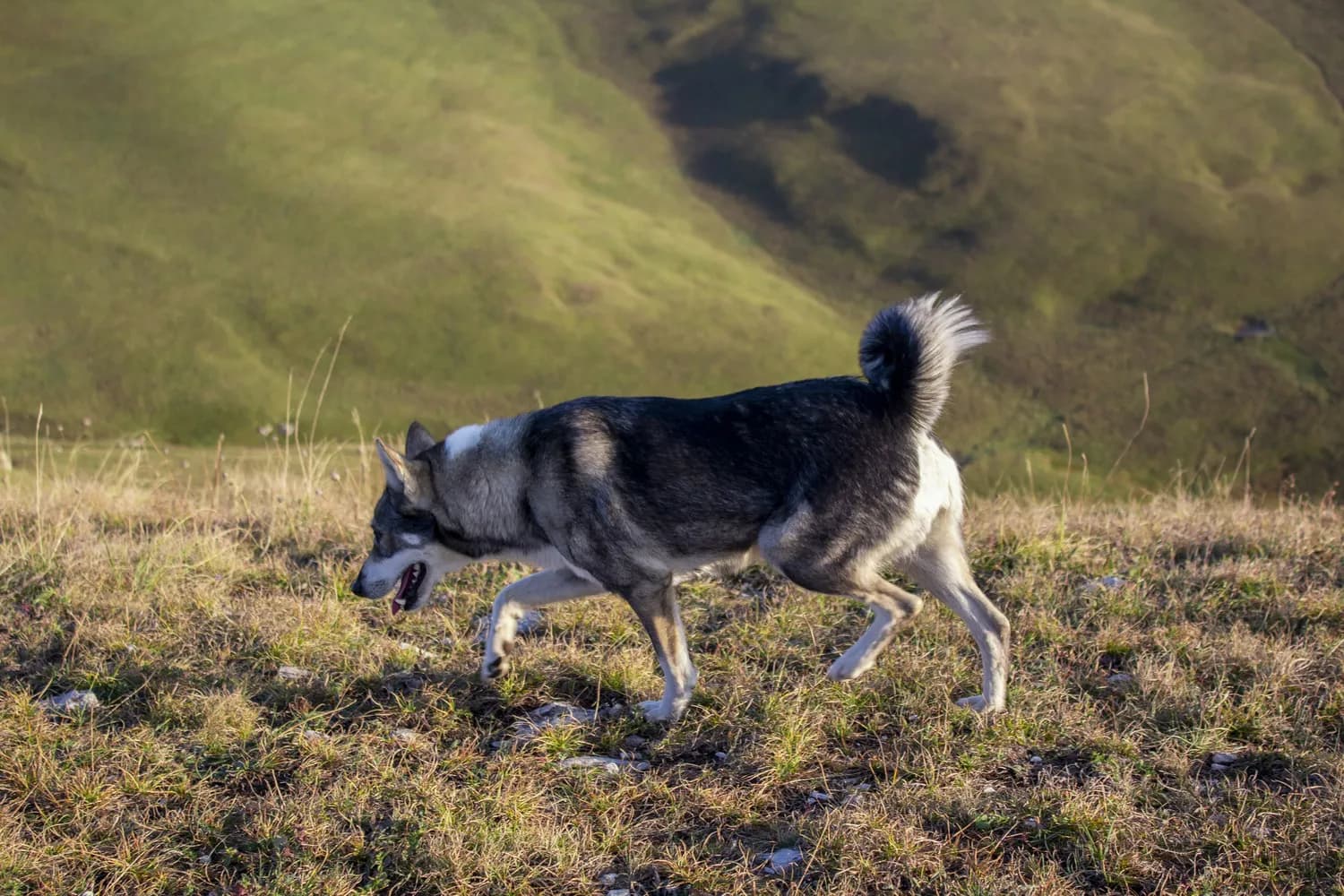 带阿拉斯加犬爬山：户外探险的新选择