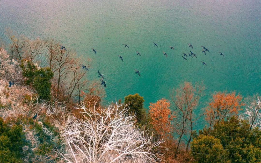 踏雪凌霜 冬游绵阳 || 太美了！仙海的候鸟从不失约！