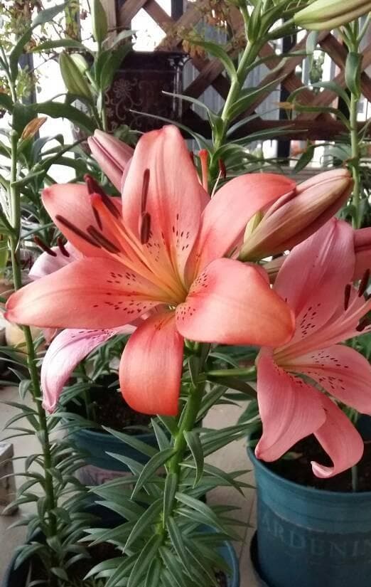 百合花的感人故事：一株小百合的美丽绽放