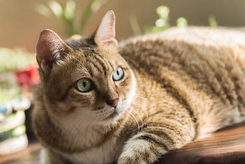 从小培养，猫咪社会化训练早行动