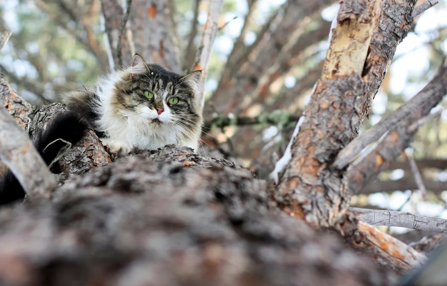 猫咪带病菌？教你防患未然！