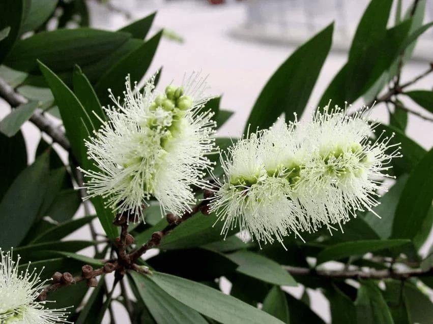 茶树精油祛痘的四个小技巧