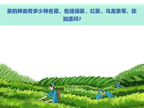 茶的种类有多少种名称，包括绿茶、红茶、乌龙茶等，你知道吗？