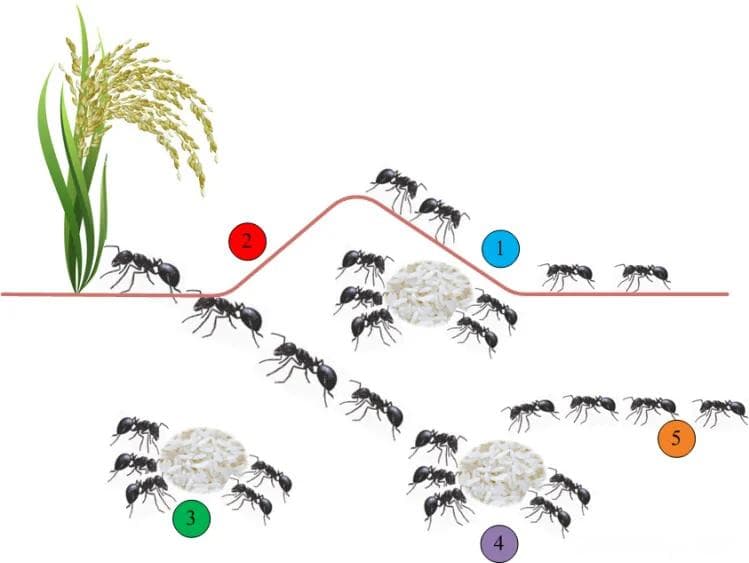 蚁群优化算法（Ant Colony Optimization, ACO）
