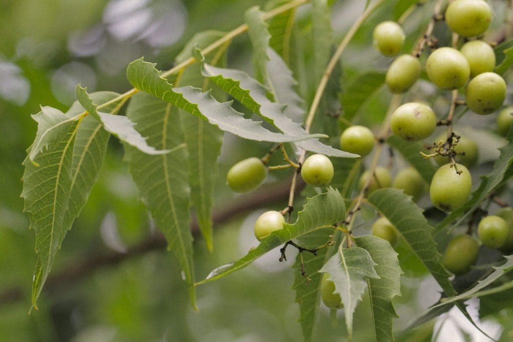 天然生物农药：植物矿物提取助力绿色农业害虫防控