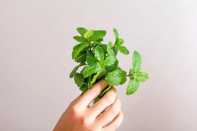 薄荷叶泡水真的能减肥吗？科学解读其功效与使用方法