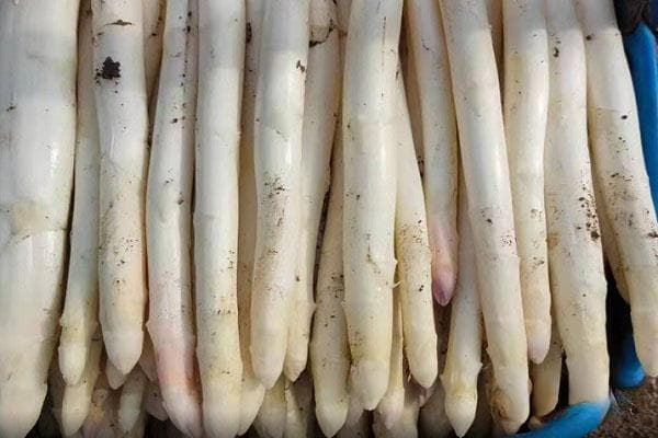 芦笋什么时间种植最好？