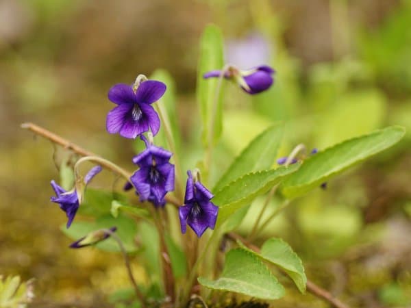 紫花地丁可以泡水喝吗