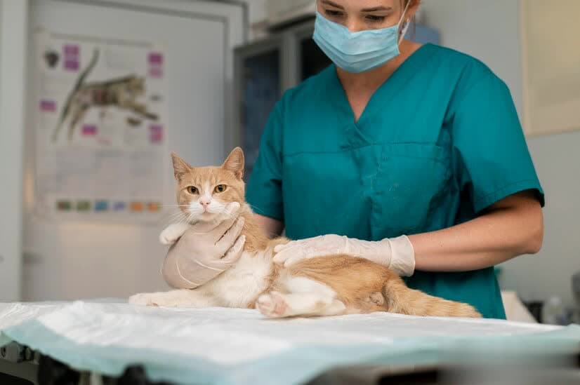 猫咪疫苗接种全攻略：八大关键步骤确保健康安全