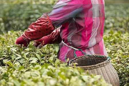 西柚茶的功效与作用：好处与禁忌全解析